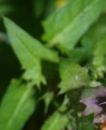 stemleaf : nom scientifique : Melampyrum nemorosum L. , Melampyrum , Orobanchaceae