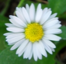 flower  : nom scientifique : Bellis perennis L. , Bellis , Asteraceae 