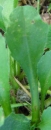 leaf  : nom scientifique : Bellis perennis L. , Bellis , Asteraceae 
