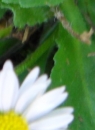 stemleaf  : nom scientifique : Bellis perennis L. , Bellis , Asteraceae 
