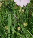 stemleaf  : nom scientifique : Malva moschata L. , Malva , Malvaceae 