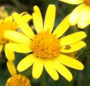 flower  : nom scientifique : Senecio jacobaea L. , Senecio , Asteraceae 