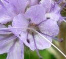 flower : nom scientifique : Phacelia tanacetifolia Benth. , Phacelia , Boraginaceae