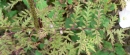 stemleaf : nom scientifique : Phacelia tanacetifolia Benth. , Phacelia , Boraginaceae