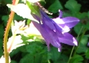 flower  : nom scientifique : Campanula trachelium L. , Campanula , Campanulaceae 