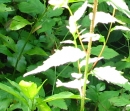 stemleaf  : nom scientifique : Campanula trachelium L. , Campanula , Campanulaceae 