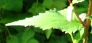 leaf  : nom scientifique : Campanula trachelium L. , Campanula , Campanulaceae 