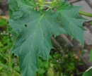 leaf  : nom scientifique : Datura stramonium L. , Datura , Solanaceae 