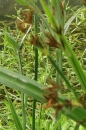 flower  : nom scientifique : Carex L. , Cyperaceae 