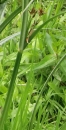 stemleaf  : nom scientifique : Carex L. , Cyperaceae 