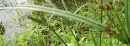 leaf  : nom scientifique : Carex L. , Cyperaceae 