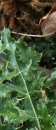 stemleaf : nom scientifique : Cirsium arvense (L.) Scop. , Cirsium , Asteraceae