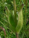 stemleaf  : nom scientifique : Arnica montana L. , Arnica , Asteraceae 