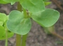 stemleaf  : nom scientifique : Euphorbia peplus L. , Euphorbia , Euphorbiaceae 