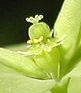 flower  : nom scientifique : Euphorbia peplus L. , Euphorbia , Euphorbiaceae 