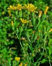 whole  : nom scientifique : Lapsana communis L. , Lapsana , Asteraceae 