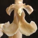 flower  : nom scientifique : Neottia nidus-avis (L.) Rich. , Neottia , Orchidaceae 