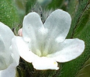 flower  : nom scientifique : Lithospermum arvense L. , Lithospermum , Boraginaceae 