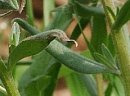 leaf  : nom scientifique : Lithospermum arvense L. , Lithospermum , Boraginaceae 