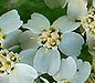 flower  : nom scientifique : Achillea millefolium L. , Achillea , Asteraceae 