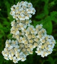 flower  : nom scientifique : Achillea millefolium L. , Achillea , Asteraceae 