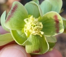 flower  : nom scientifique : Helleborus foetidus L. , Helleborus , Ranunculaceae 