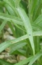 leaf  : nom scientifique : Centaurea cyanus L. , Centaurea , Asteraceae 