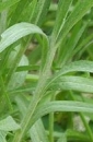 stemleaf  : nom scientifique : Centaurea cyanus L. , Centaurea , Asteraceae 