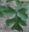 leaf  : nom scientifique : Crataegus monogyna Jacq. , Crataegus , Rosaceae 