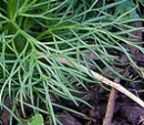 leaf  : nom scientifique : Nigella damascena L. , Nigella , Ranunculaceae 