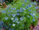 whole  : nom scientifique : Nigella damascena L. , Nigella , Ranunculaceae 