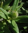 stemleaf  : nom scientifique : Cistus monspeliensis L. , Cistus , Cistaceae 