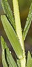 stemleaf  : nom scientifique : Lilium pyrenaicum Gouan , Lilium , Liliaceae 