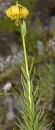 whole  : nom scientifique : Lilium pyrenaicum Gouan , Lilium , Liliaceae 