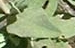 leaf  : nom scientifique : Cistus albidus L. , Cistus , Cistaceae 