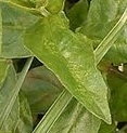 leaf  : nom scientifique : Epilobium montanum L. , Epilobium , Onagraceae 