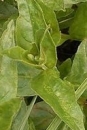 stemleaf  : nom scientifique : Epilobium montanum L. , Epilobium , Onagraceae 