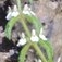 stemleaf  : nom scientifique : Stachys recta L. , Stachys , Lamiaceae 