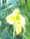 flower :