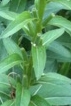 stemleaf :