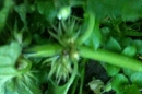 stemleaf : nom scientifique : Lamium purpureum L. , Lamium , Lamiaceae