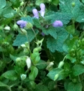 whole : nom scientifique : Lamium purpureum L. , Lamium , Lamiaceae