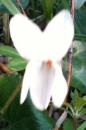 flower : nom scientifique : Viola alba Besser , Viola , Violaceae
