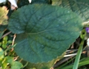 leaf : nom scientifique : Viola alba Besser , Viola , Violaceae