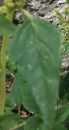 leaf : nom scientifique : Amaranthus retroflexus L. , Amaranthus , Amaranthaceae