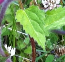 leaf  : nom scientifique : Silene dioica (L.) Clairv. , Silene , Caryophyllaceae 