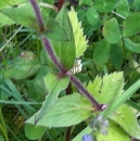 stemleaf  : nom scientifique : Silene dioica (L.) Clairv. , Silene , Caryophyllaceae 