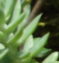 leaf  : nom scientifique : Sedum rupestre L. , Sedum , Crassulaceae 