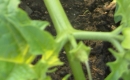 stemleaf : nom scientifique : Datura stramonium L. , Datura , Solanaceae