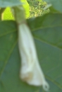 flower : nom scientifique : Datura stramonium L. , Datura , Solanaceae